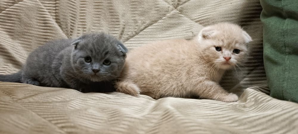 Котятки Скотиш Фолд