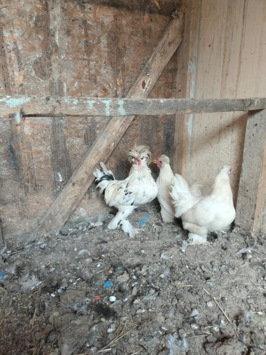 Продаётся карликовые куры