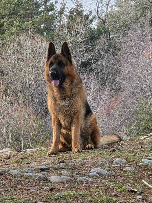 Немски овчарки на 3 месеца