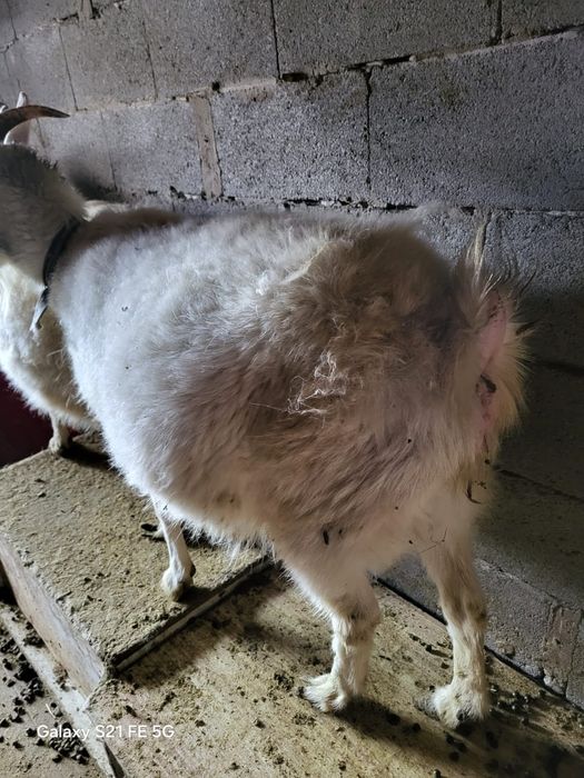 Заненская коза окотная