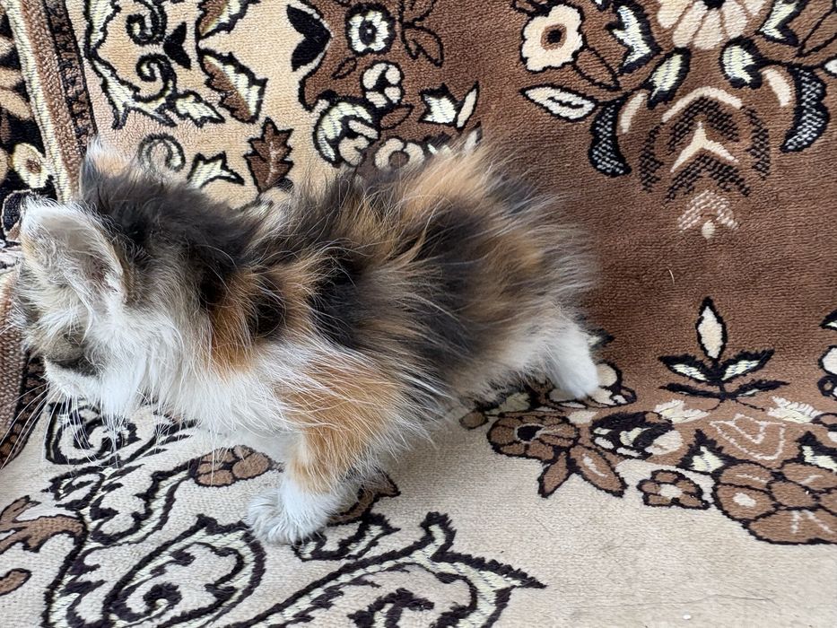 Котенок бесплатно