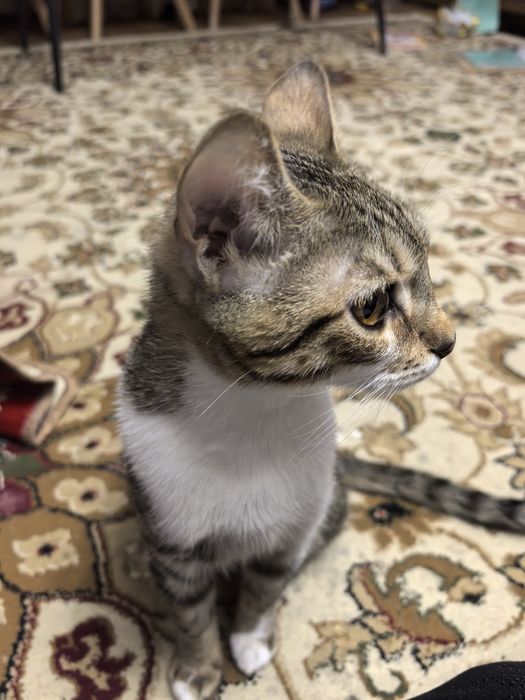 Отдам в хорошие руки