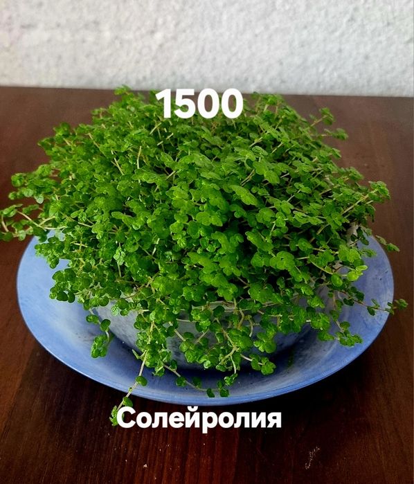Комнатные растения  от 1000