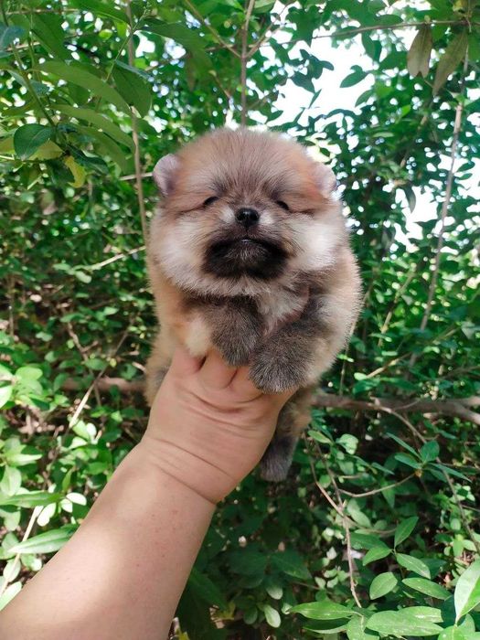 Померанский  Шпиц