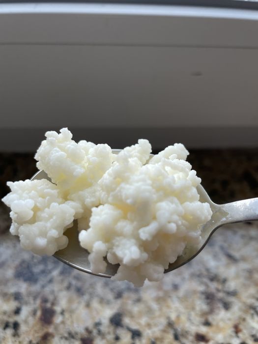 Ciuperca de chefir, grăuntele de chefir, grăuntele tibetan