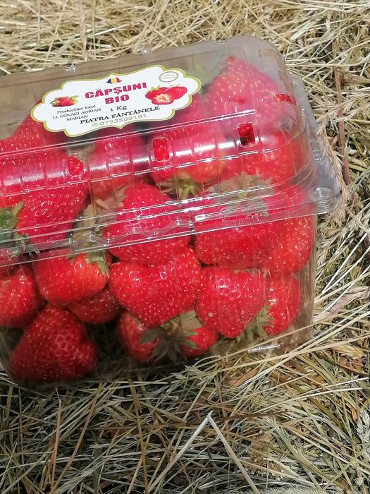 Stoloni capsuni de vanzare