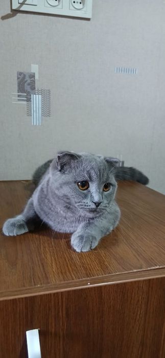 Скоттиш-фолд Кот Продается