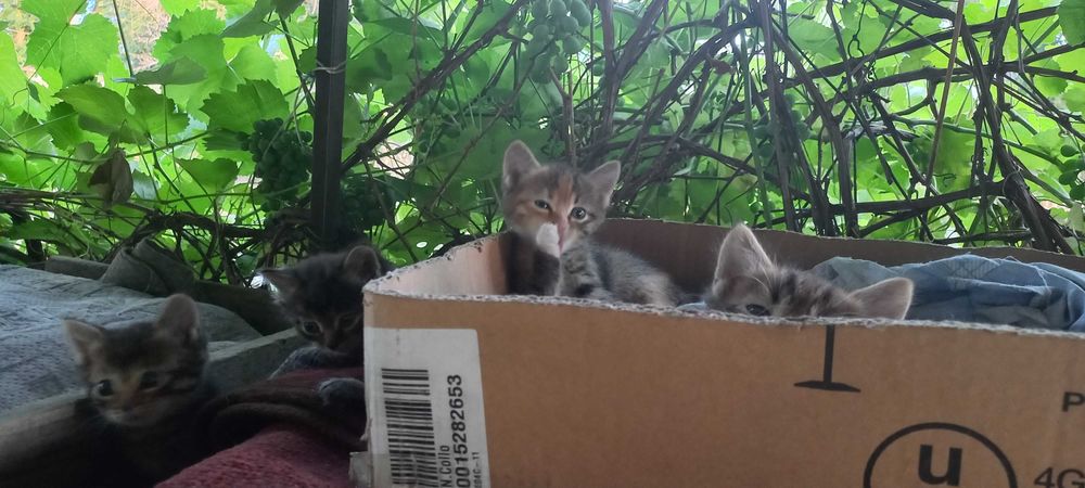 Отдам Котят бесплатно