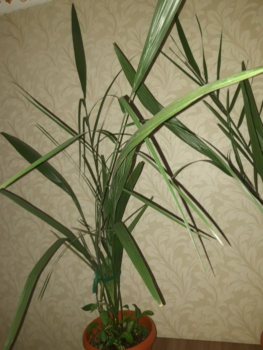 Финиковое дерево, куст. Пальма.