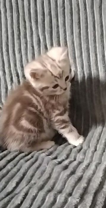 Мальчик. Скоттиш страйт.