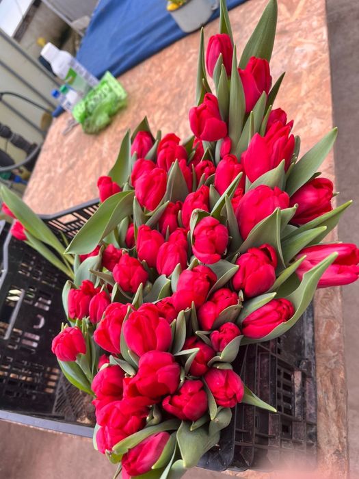 Продаем голландские тюльпаны