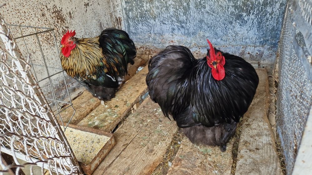 Schimb cocoși cochinchina pitic