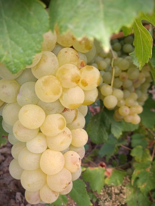Vand struguri de vin