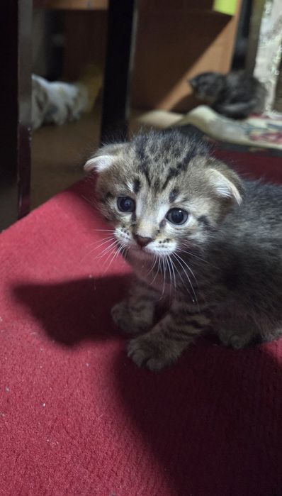 Дарим котят в добрые руки