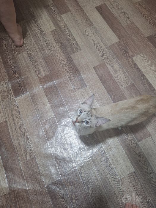 Котёнок сиямский