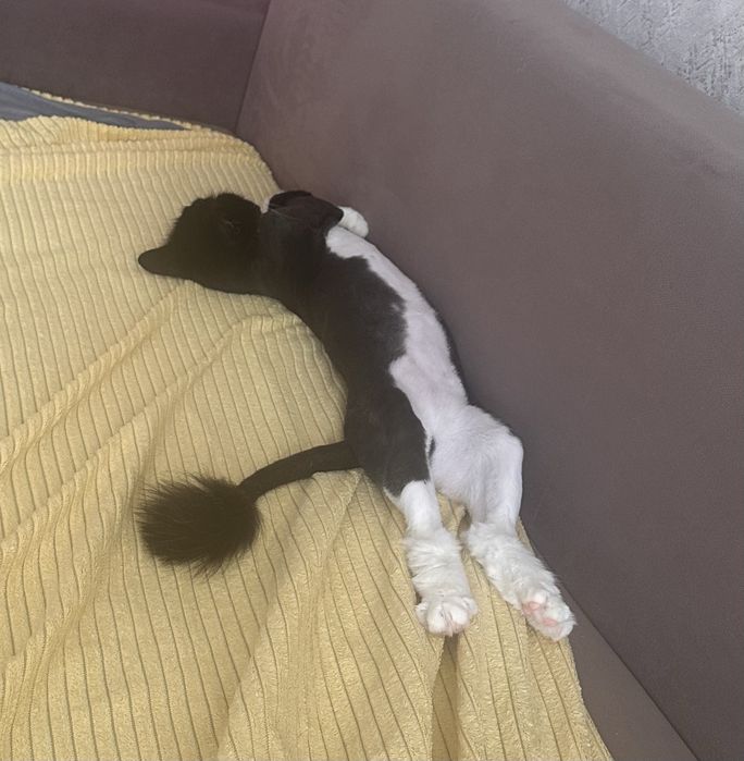 Отдам в хорошие руки
