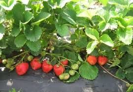 AGROTEXTIL,100g,5.15x50m=735lei;5.15x100=1415lei,REZISTENT STRAPUNGERE