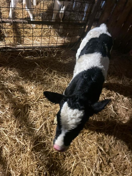 Vand doi vitei baltati