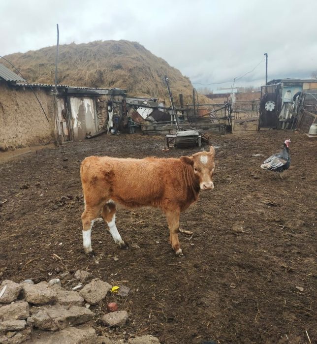 Продам корову,телят и жеребят!