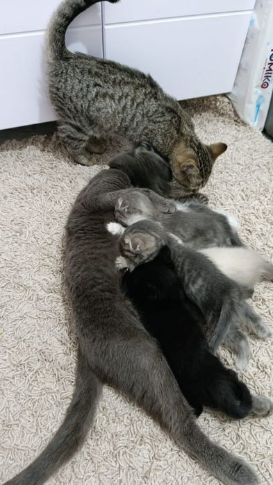 Отдам даром котят