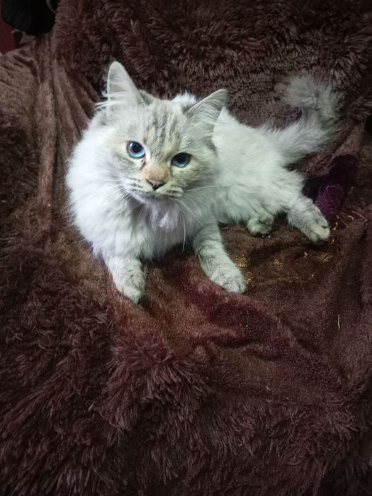 Neva Masquerade zotli mushuk