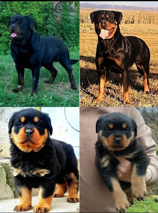 Catelusi Rottweiler