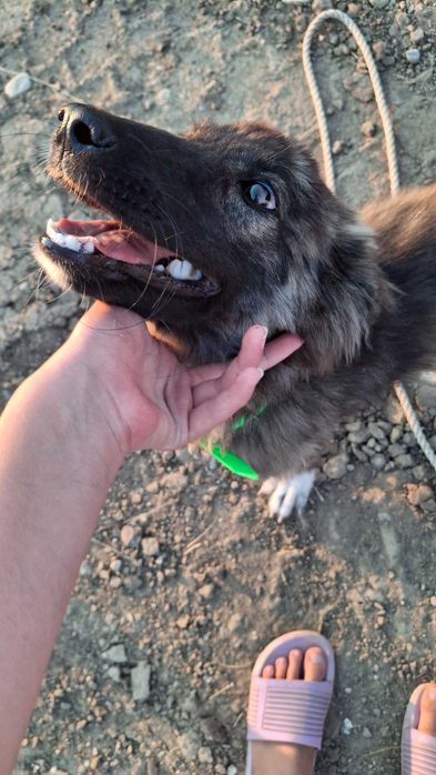 Безплатно женско куче