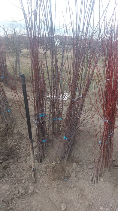 Pomi fructiferi calitatea a 2