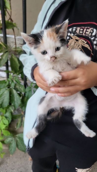 Подарявам  котенца на месец