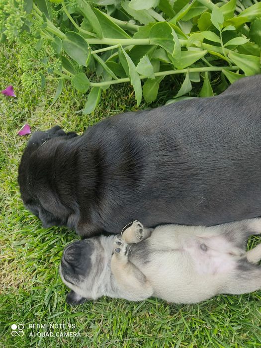 Продам щенков мопса