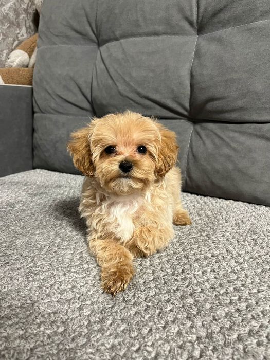 Славные малыши Мальтипу