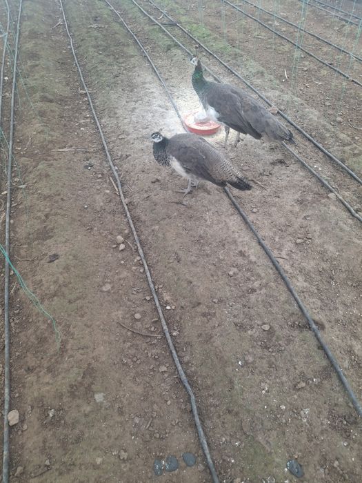 Pereche de pui de păun disponibili.ii pot da si la schimb