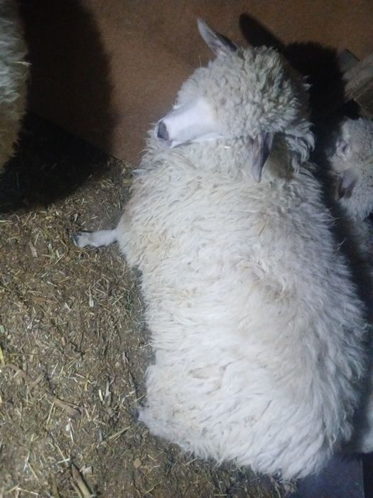 Vând două mielute metiși dintre il de fros si țurcana