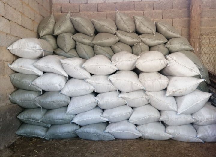 Бегомус, Калифорниялық шұбалшындар,