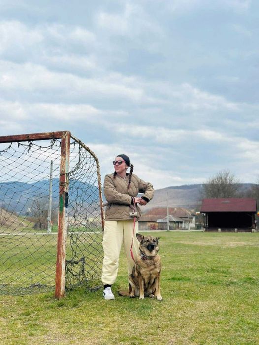 Fotograf Animale de Companie