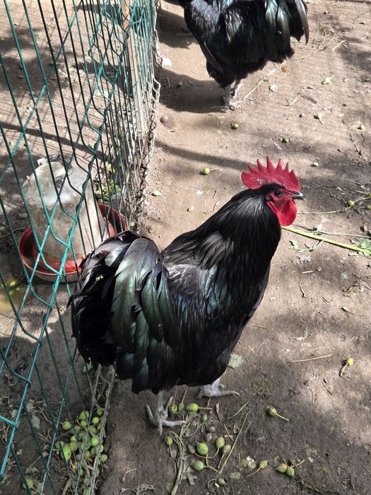 Vând cocoși de rasa