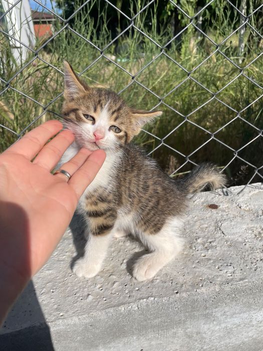 Подаряват се малки котенца