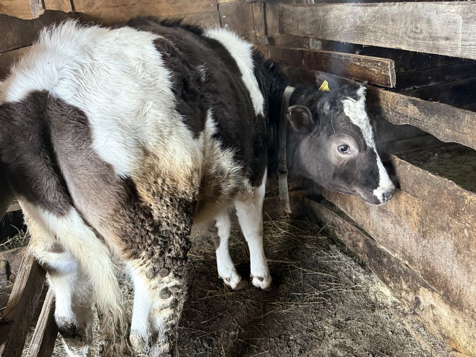 Продам двух тёлок