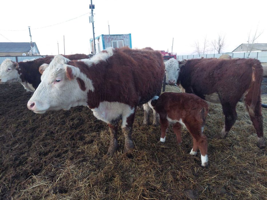 Продам племенных коров с телятами.