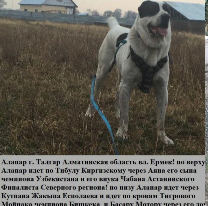 Хорошый спакоиной