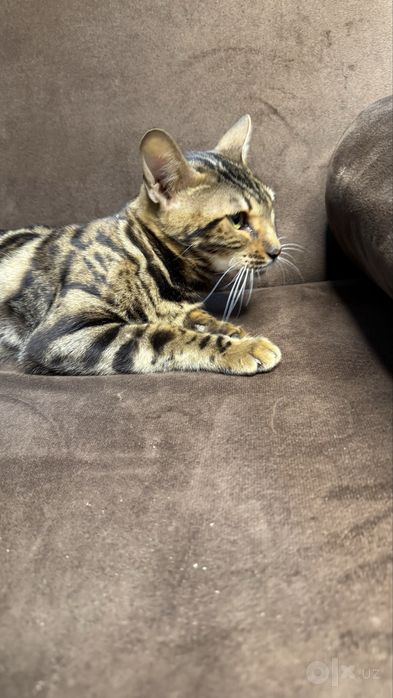 Бенгальская Кошка