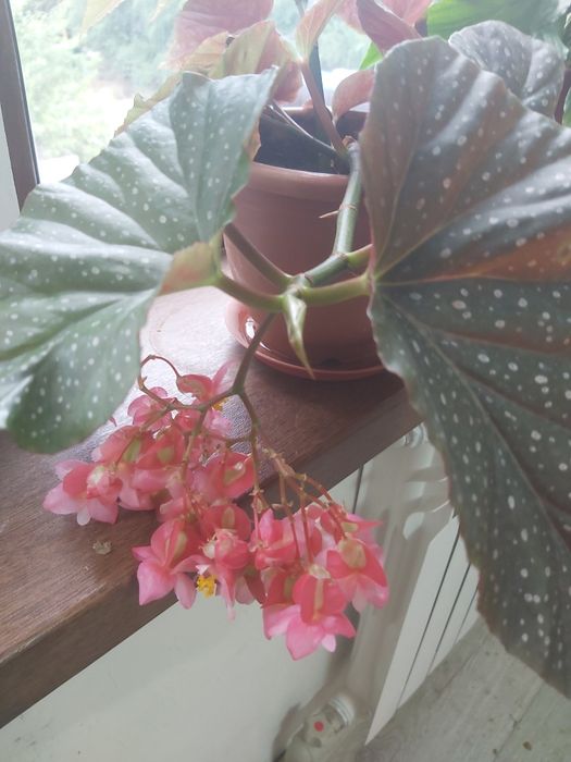 Продам цветы комнатные.