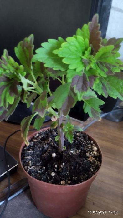 Продам комнатные цветы