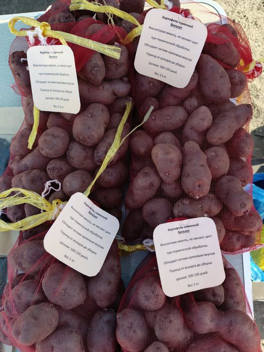 Продам фиолетовый картофель