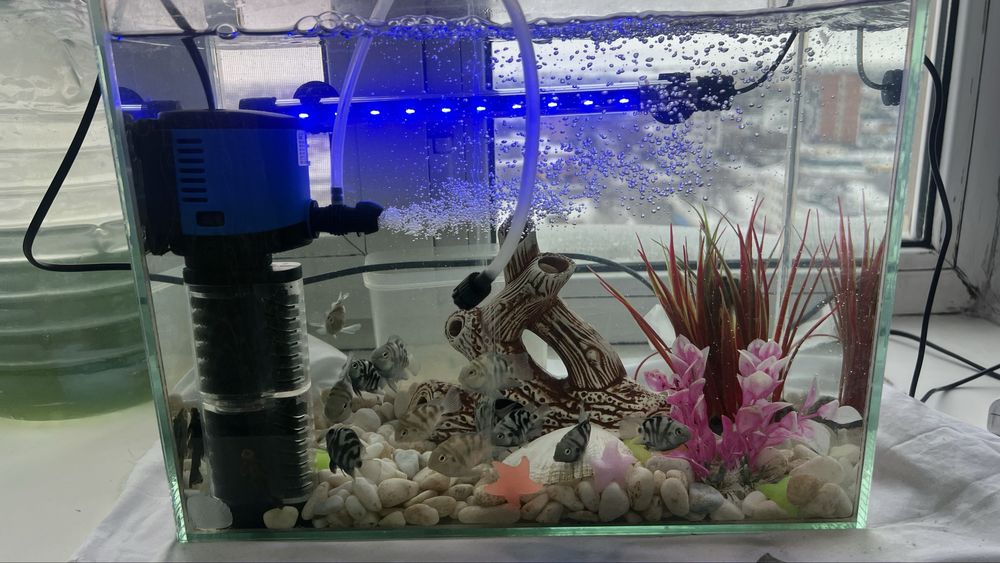 Аквариум Новый Для падорок