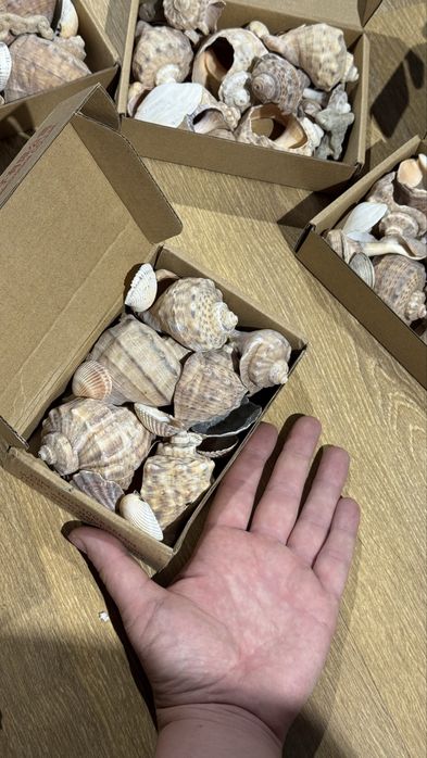 Ракушки с черного моря
