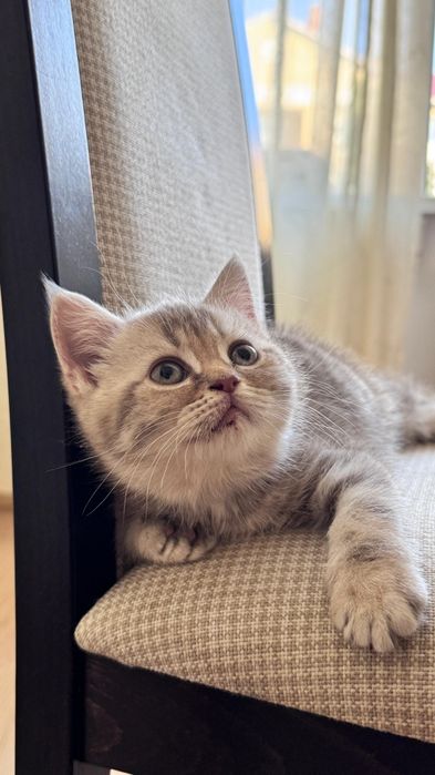 Котенок шотландский