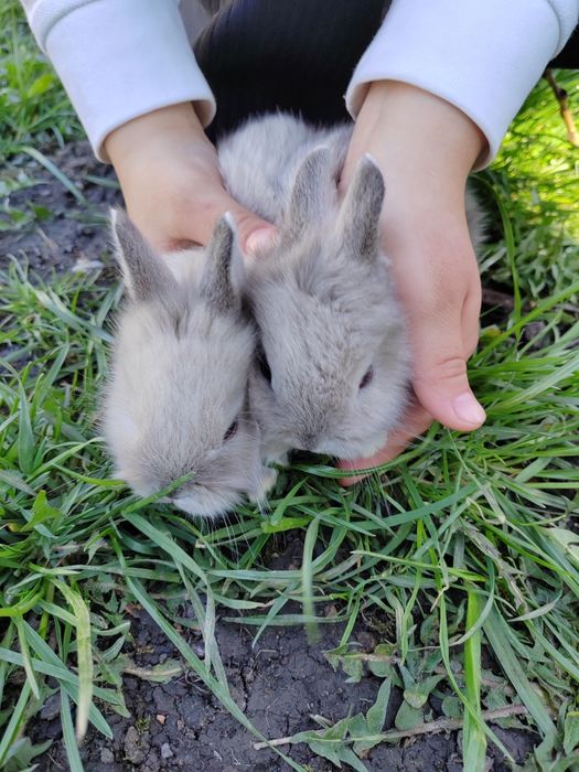Iepurași cap de leu