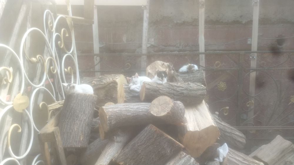 Котята, отдам в хорошие руки