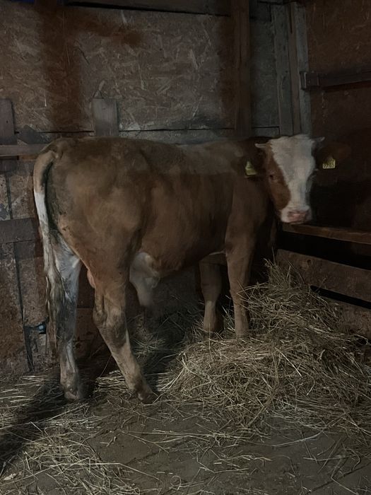 Vitei de vaca de vanzare